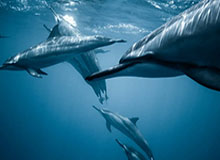 世界杯最新版本下载-更公平更公正！疫情下亚足联取消2020亚冠技术积分